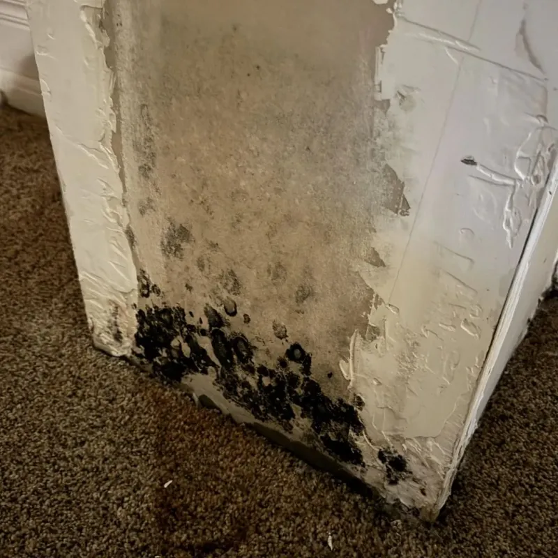Professional Mold Removal in Ashland, KS